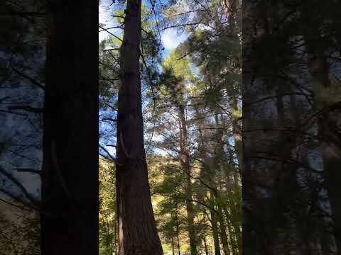 Bird song in lebons bay #birds #birdsounds #