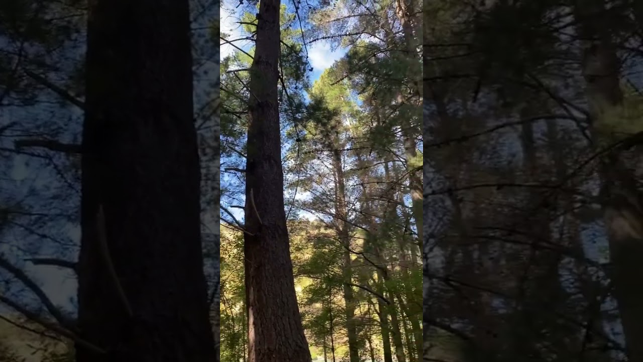 Bird song in lebons bay #birds #birdsounds #