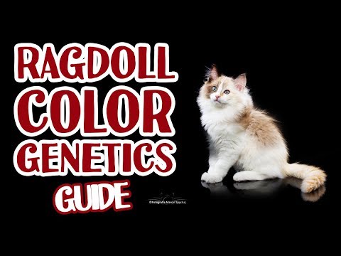 Guide to Ragdoll cat color genetics