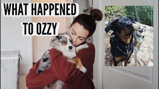 What Happened To Our Dog + Weekly Vlog
