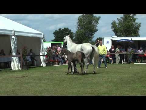 Sudweyher Fohlenschau 2012 - Kat.-Nr. 27