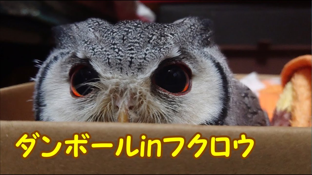 ダンボールinフクロウ