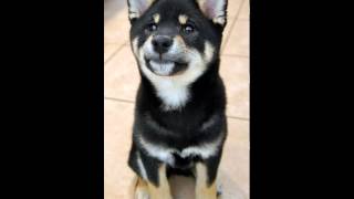 Download lagu My Edited Video mp3