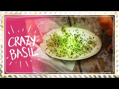 download lagu mp3 mp4 Sprouting Basil Seeds, download lagu Sprouting Basil Seeds gratis, unduh video klip Sprouting Basil Seeds