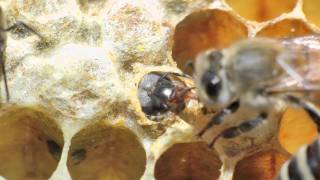 A honey bee is born