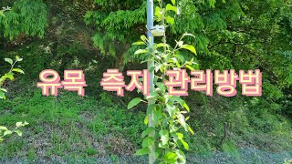사과나무 유목 측지 관리방법