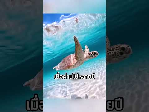 ทำไมคุณไม่ควรช่วยลูกเต่าลงทะเล
