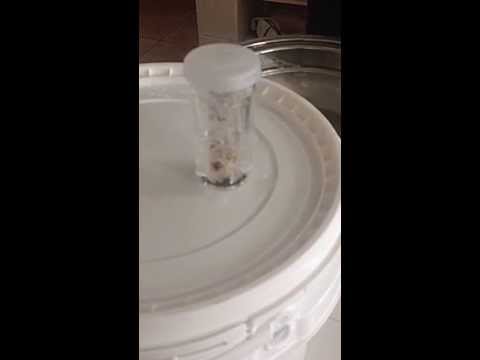 Coffee wine fermenting