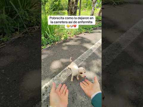 Pobrecita como la dejaron en la carretera así enfermita 😢🐶💔 #dog #perro #perros