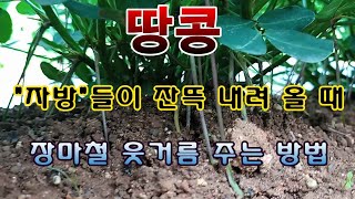 [텃밭농부. 1,596]  장마철 땅콩밭에 웃거름 주는 방법. #땅콩재배