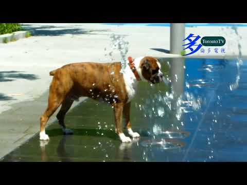 20180602, June in Toronto, Boxer plays with water
