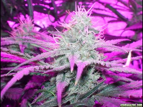 dawg pops X thursday freestyle 2k18 (prod. BNY BEATZ)