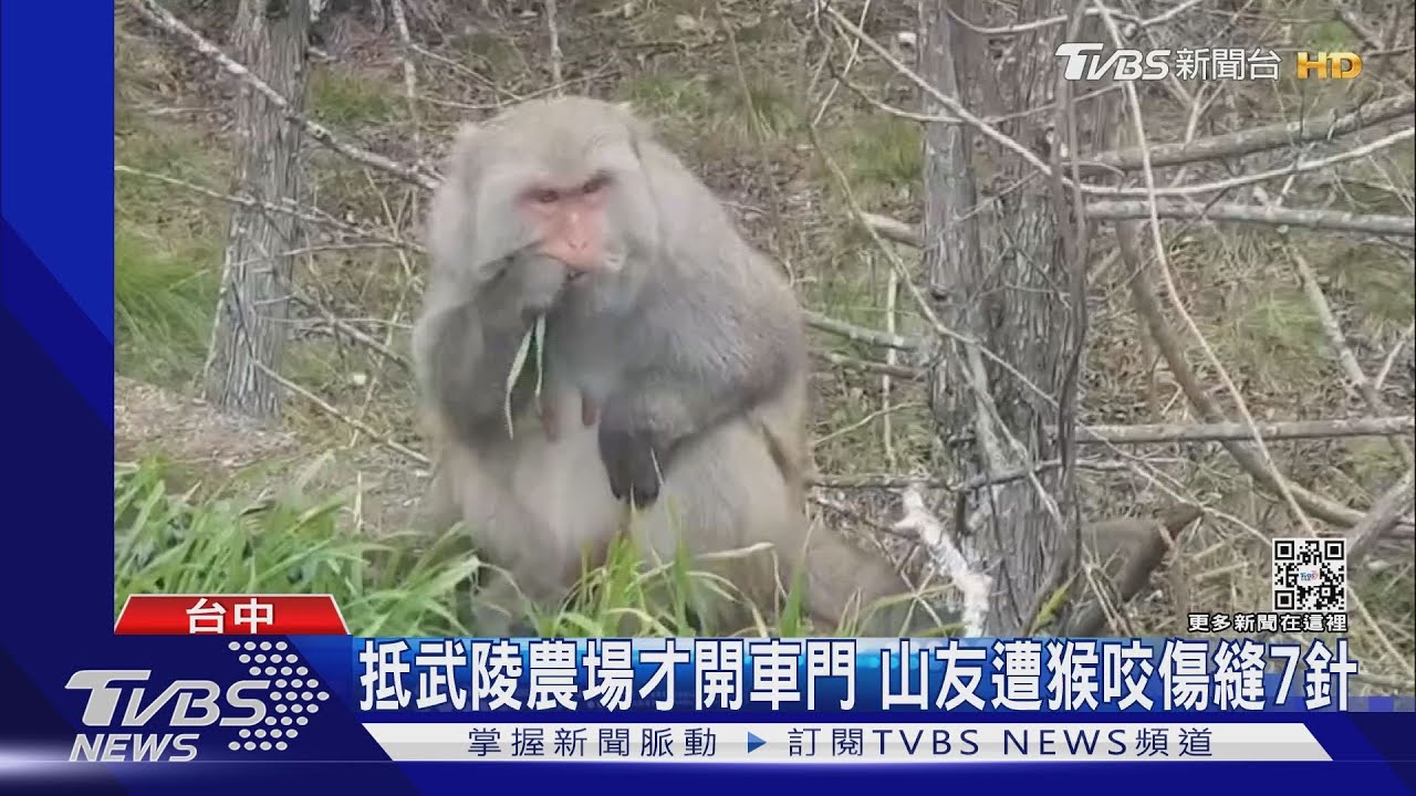 武陵農場獼猴咬人　車門才開衝進來咬縫七針