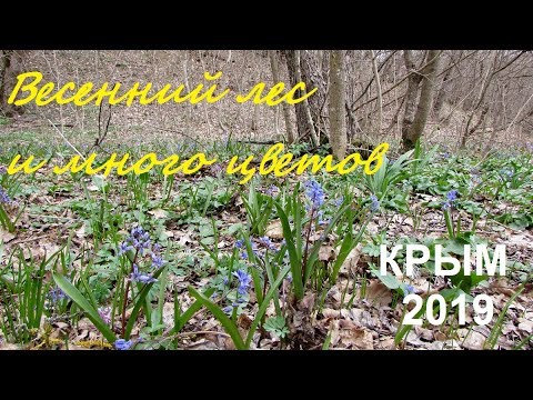 Весеннее настроение цветы в лесу под Судаком. Крым 2019