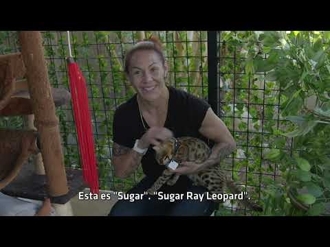 UFC 232 Embedded: Vlog Series - Episodio 2