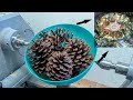 Look at the INCREDIBLE transformation of those pine cones (Woodturning with resin)