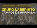 Grupo Laberinto - Campos de Amapola (Audio Oficial)