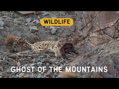 "Ghost of the Mountains: In Pursuit of the Elusive Snow Leopard"