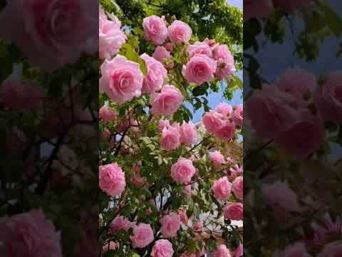 Entenda nada é em vão...