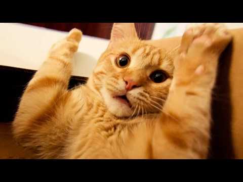Funny cats scared of random things   Funny cats compilation