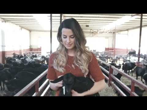 , title : 'Livestock Genetics From Spain - Murciano Granadina Goat Breed (English Version 2023)'