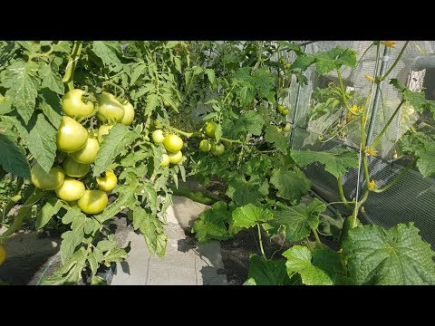 , title : 'Instruktaż - Uprawa Pomidorów w Tunelu | Prowadzenie pędów, usuwanie liści, sadzenie i nie tylko'