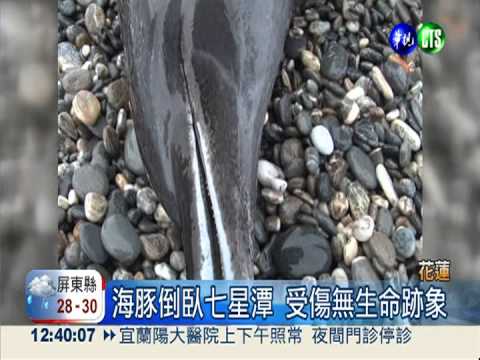 疑遭攻擊遇風浪 海豚陳屍七星潭