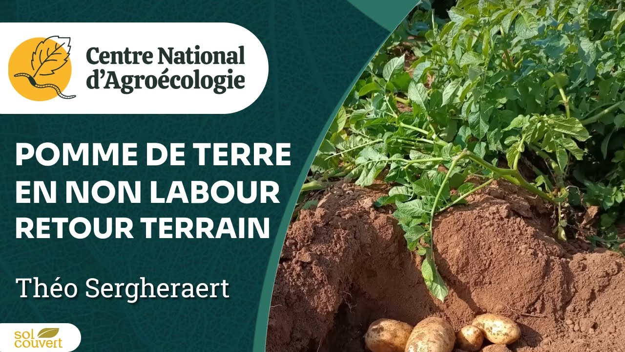 Pomme de terre en non labour et couverts végétaux, résultats d’essais, T. Sergheraert - CNA