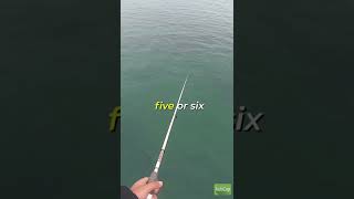 Download lagu How to catch squid!! mp3 Download lagu How to catch squid!! mp3