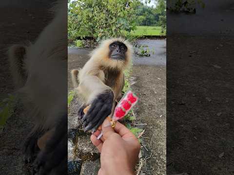 Insaan aur Langur ki Dosti ❤️ | Kindness Moment | Monkey with Ice Cream 🍦 #shorts #viral