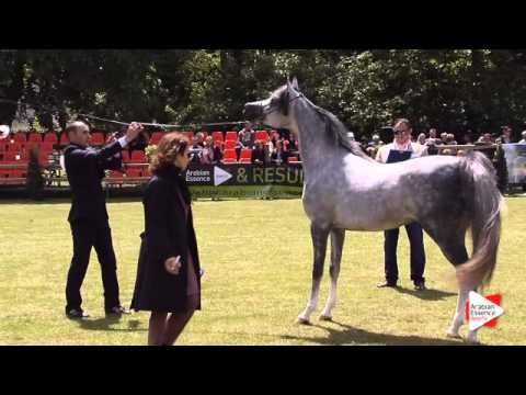 N.37 NEWTON KA - Bruges 2015 National - Stallion 4-6 years old (Class 8)