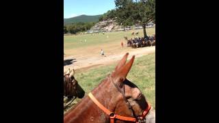 2016 Clinton chuck wagon races big mules