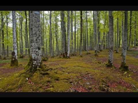 Mossfrun Kölnar cover