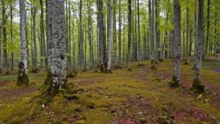 Otyg - Mossfrun Kölnar