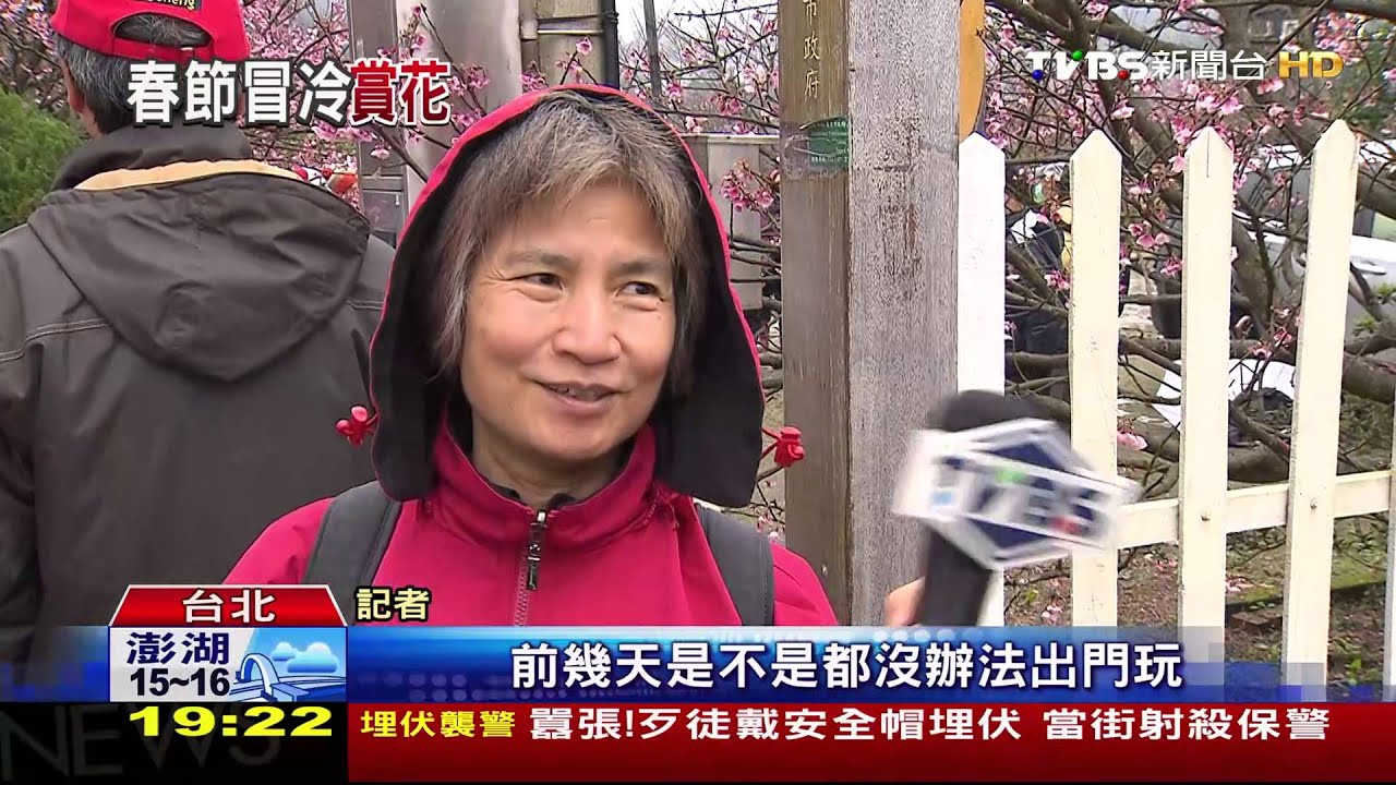 陽明山平菁街櫻花開8成 雨停空檔賞花去