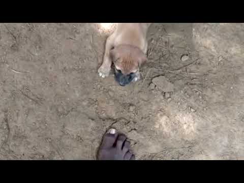 Adopted kattai | child video 😂😂