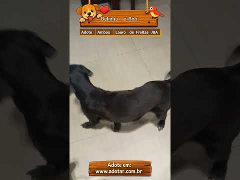 Vídeo de Belinha e Bob