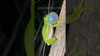 Download lagu suara kodok merdu banget guys #shorts #kodok #suarakodok mp3