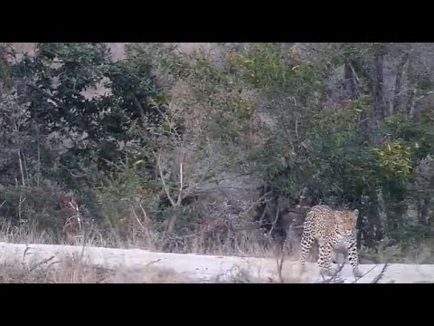 Djuma: Audio of Vervet Monkeys alarming because of Leopard(Tlalamba) appearing - 17:31 - 08/22/20