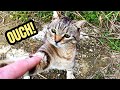 Tabby Cat Doesn T Like The Food Scratches And Bites My Hand