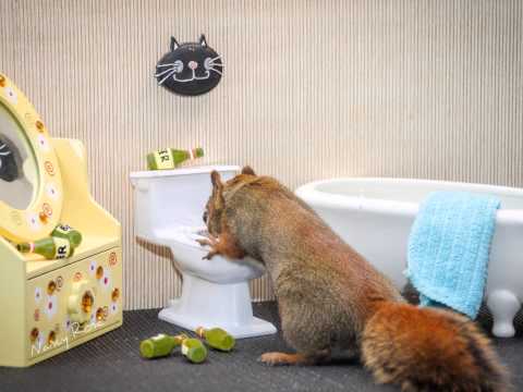 The Secret LIfe of Squirrels