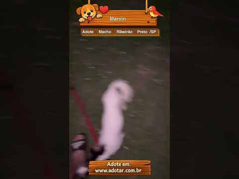 Vídeo de Marvin