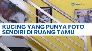 Bak Anggota Keluarga, Kucing Ini Punya Foto Sendiri dan Dipajang di Ruang Tamu