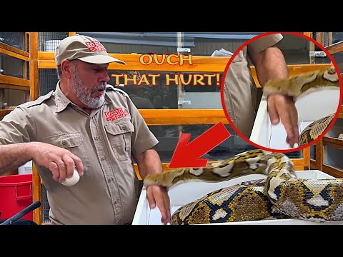 Giant Python BITES Me While Protecting Her Eggs! 😱🐍