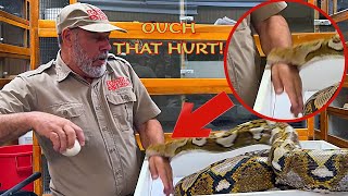 Giant Python BITES Me While Protecting Her Eggs! 😱🐍