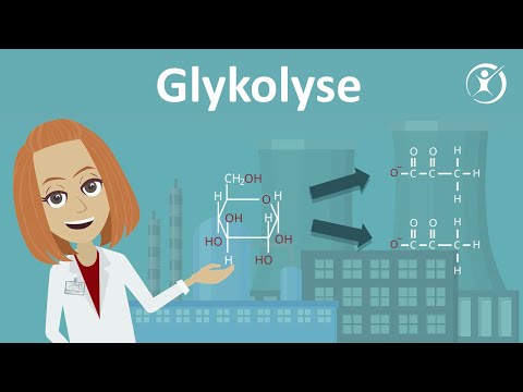 Die Glykolyse — Zellatmung & Stoffabbau