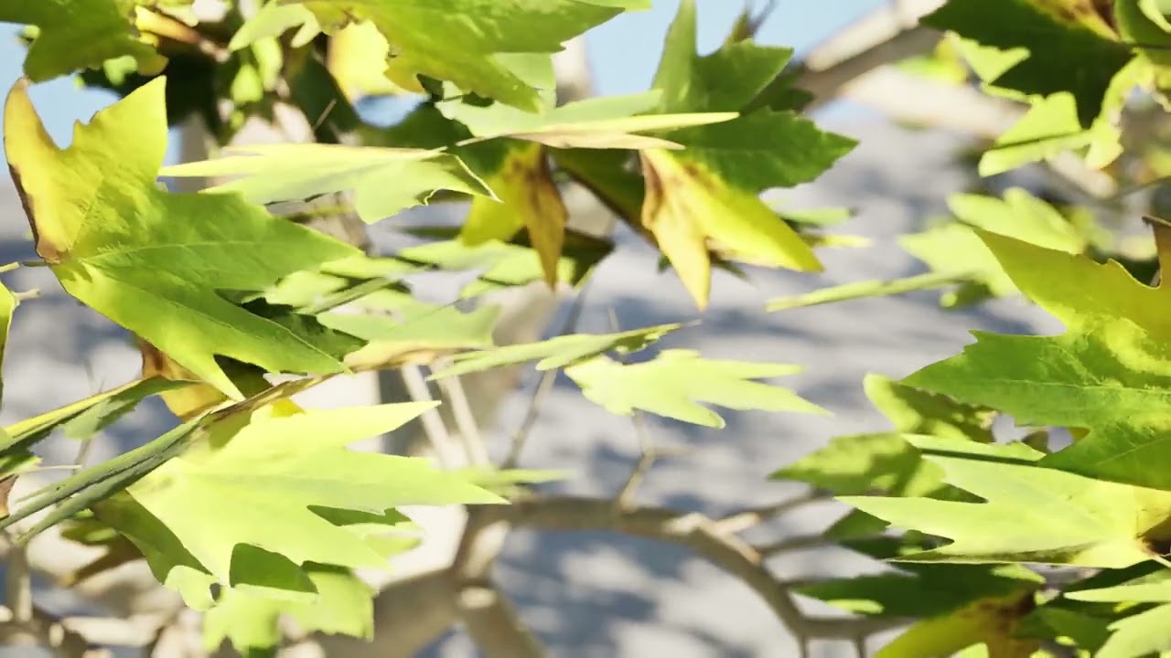 High-Detail Plane Tree 3D Model