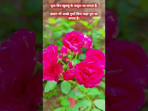 Beautiful flowers 🌹 #shortvideo #short 🤗#shortvideo  Manika's World