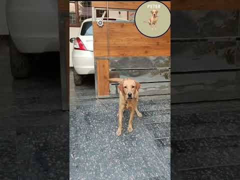 Peter is my Nice pet and follows my commandments