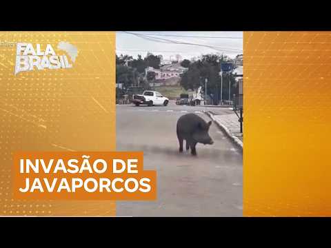 Invasão de javaporcos preocupa moradores de Soledade, no Rio Grande do Sul
